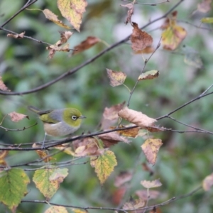 Zosterops lateralis at Bowral, NSW - suppressed