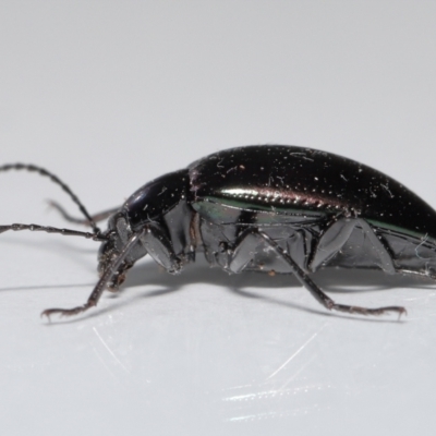 Chalcopteroides sp. (genus) (Rainbow darkling beetle) at Evatt, ACT - 5 Jul 2022 by TimL