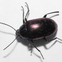 Chalcopteroides sp. (genus) at Evatt, ACT - 5 Jul 2022