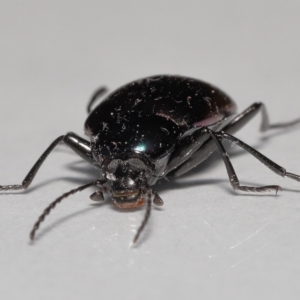 Chalcopteroides sp. (genus) at Evatt, ACT - 5 Jul 2022 03:52 PM