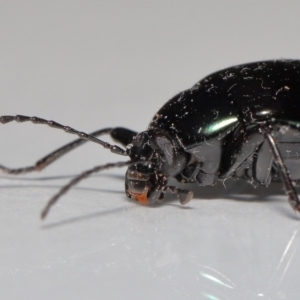 Chalcopteroides sp. (genus) at Evatt, ACT - 5 Jul 2022 03:52 PM