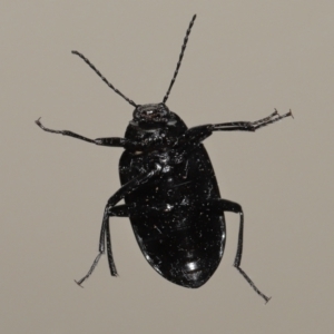 Chalcopteroides sp. (genus) at Evatt, ACT - 5 Jul 2022