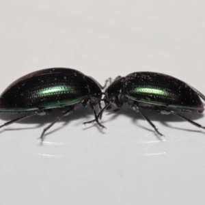 Chalcopteroides sp. (genus) at Evatt, ACT - 5 Jul 2022