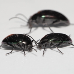 Chalcopteroides sp. (genus) at Evatt, ACT - 5 Jul 2022 03:51 PM