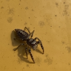 Opisthoncus grassator at Jerrabomberra, NSW - 18 Jul 2022 03:07 PM