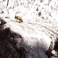 Apis mellifera (European honey bee) at O'Malley, ACT - 20 Jul 2022 by Mike