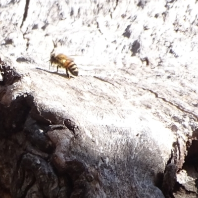 Apis mellifera (European honey bee) at Mount Mugga Mugga - 20 Jul 2022 by Mike