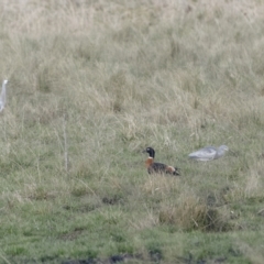 Tadorna tadornoides (Australian Shelduck) at Braidwood, NSW - 20 Jul 2022 by trevsci