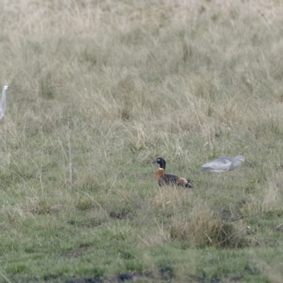 Tadorna tadornoides (Australian Shelduck) at QPRC LGA - 20 Jul 2022 by trevsci