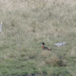 Egretta novaehollandiae at Braidwood, NSW - 20 Jul 2022