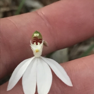 Caladenia picta (Painted Fingers) at Fingal Bay, NSW - 8 Jul 2022 by Tapirlord