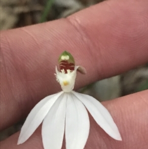 Caladenia picta at Fingal Bay, NSW - suppressed