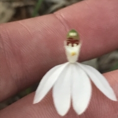 Caladenia picta at Fingal Bay, NSW - suppressed