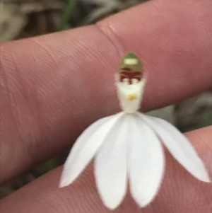 Caladenia picta at Fingal Bay, NSW - suppressed