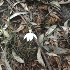 Caladenia picta at Fingal Bay, NSW - suppressed