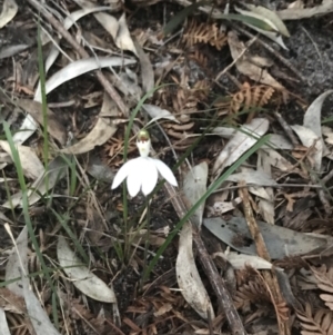 Caladenia picta at Fingal Bay, NSW - 8 Jul 2022