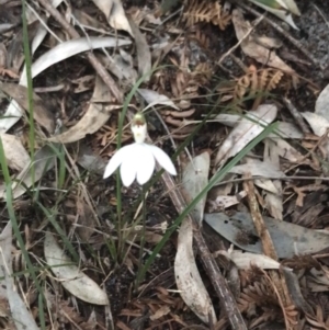 Caladenia picta at Fingal Bay, NSW - 8 Jul 2022