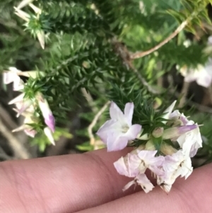 Woollsia pungens at Fingal Bay, NSW - 8 Jul 2022 04:51 PM