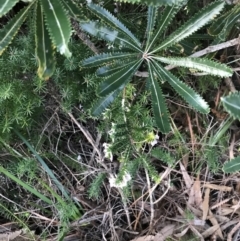 Woollsia pungens at Fingal Bay, NSW - 8 Jul 2022 04:51 PM