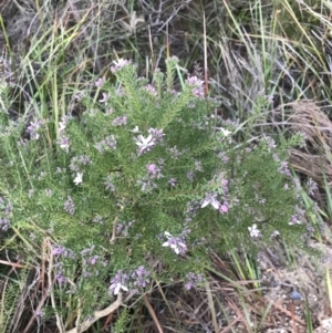 Philotheca salsolifolia subsp. salsolifolia at Fingal Bay, NSW - 8 Jul 2022