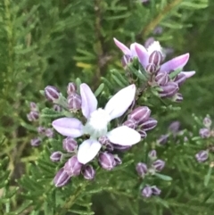 Philotheca salsolifolia subsp. salsolifolia at Fingal Bay, NSW - suppressed