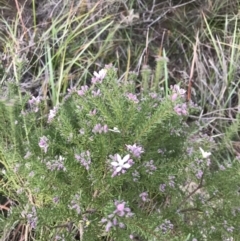 Philotheca salsolifolia subsp. salsolifolia at Fingal Bay, NSW - suppressed