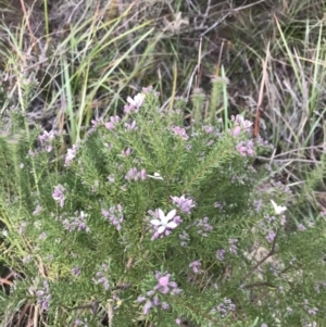 Philotheca salsolifolia subsp. salsolifolia at Fingal Bay, NSW - 8 Jul 2022