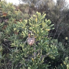 Banksia serrata (Saw Banksia) at Fingal Bay, NSW - 8 Jul 2022 by Tapirlord