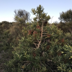Banksia serrata at Fingal Bay, NSW - 8 Jul 2022