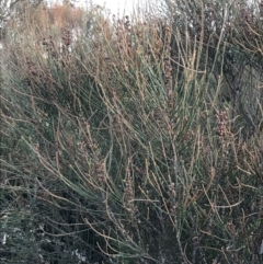 Allocasuarina distyla (Shrubby Sheoak) at Tomaree National Park - 8 Jul 2022 by Tapirlord