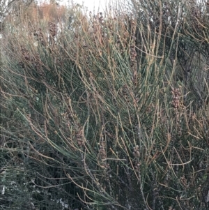 Allocasuarina distyla at Fingal Bay, NSW - 8 Jul 2022