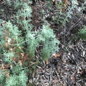 Actinotus helianthi at Fingal Bay, NSW - suppressed