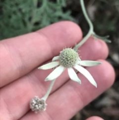 Actinotus helianthi at Fingal Bay, NSW - suppressed