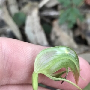 Pterostylis nutans at Fingal Bay, NSW - suppressed