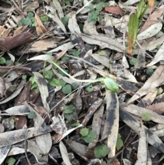 Pterostylis nutans at Fingal Bay, NSW - 8 Jul 2022