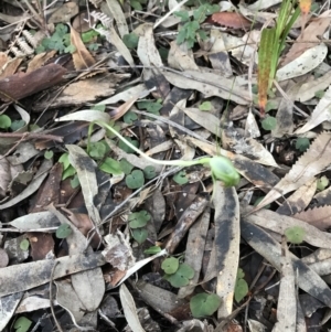 Pterostylis nutans at Fingal Bay, NSW - suppressed