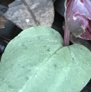 Corybas unguiculatus at Fingal Bay, NSW - suppressed