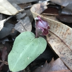 Corybas unguiculatus at Fingal Bay, NSW - suppressed