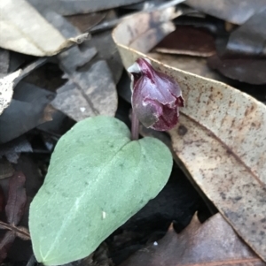 Corybas unguiculatus at Fingal Bay, NSW - 8 Jul 2022