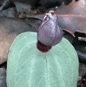 Corybas unguiculatus at Fingal Bay, NSW - suppressed