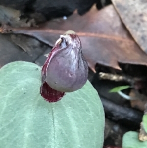 Corybas unguiculatus at Fingal Bay, NSW - suppressed