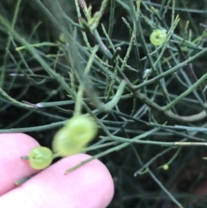 Leptomeria acida at Fingal Bay, NSW - 8 Jul 2022 04:24 PM