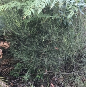 Leptomeria acida at Fingal Bay, NSW - 8 Jul 2022