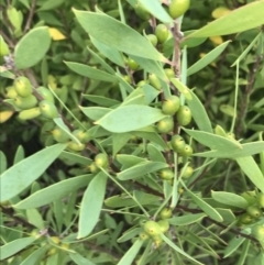 Persoonia lanceolata (Lance-leaf Geebung) at Tomaree National Park - 8 Jul 2022 by Tapirlord