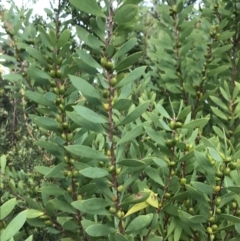 Persoonia lanceolata at Fingal Bay, NSW - 8 Jul 2022