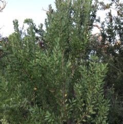 Persoonia lanceolata at Fingal Bay, NSW - suppressed