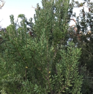 Persoonia lanceolata at Fingal Bay, NSW - 8 Jul 2022