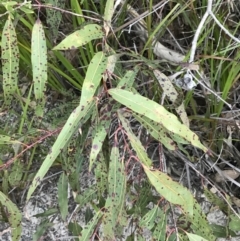 Angophora sp. at Fingal Bay, NSW - 8 Jul 2022 04:19 PM