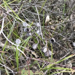 Angophora sp. at Fingal Bay, NSW - 8 Jul 2022 04:19 PM