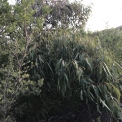 Angophora sp. at Fingal Bay, NSW - 8 Jul 2022